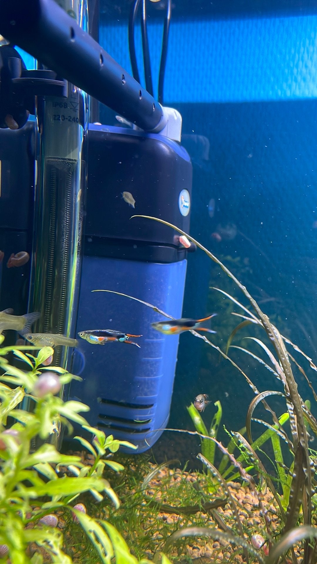 Endler guppy mannen of vrouwen, Vis, Zoetwatervis, Schoolvis