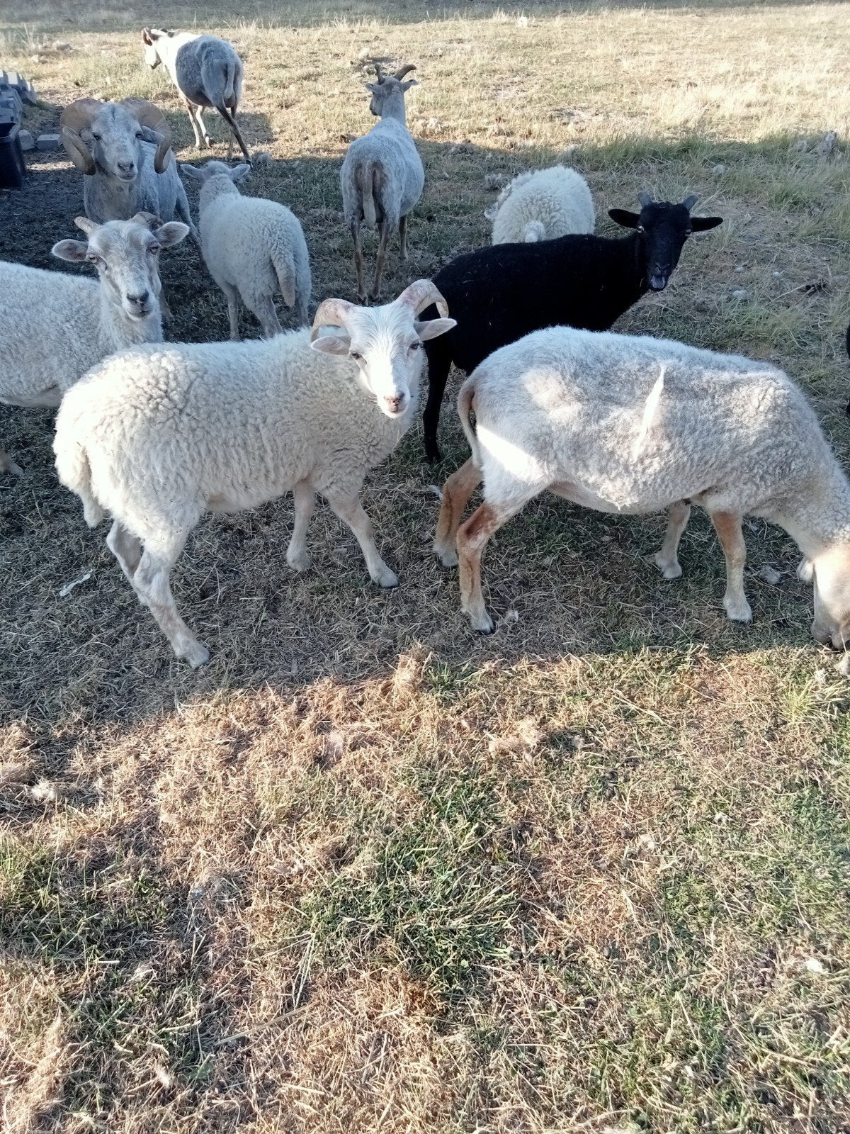 mini schaapjes, Dieren en Toebehoren