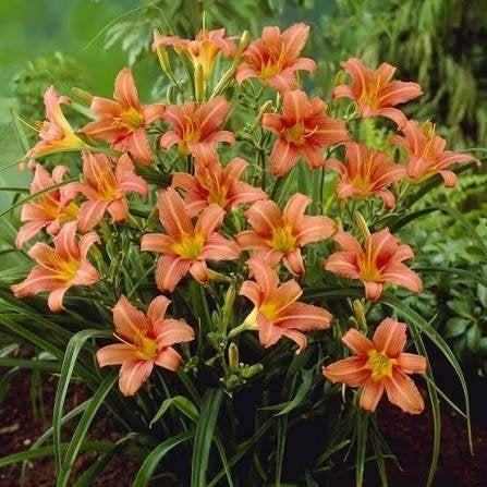 Hemerocallis 'Pink Damask', Autres espèces, Plein soleil, Été, Enlèvement