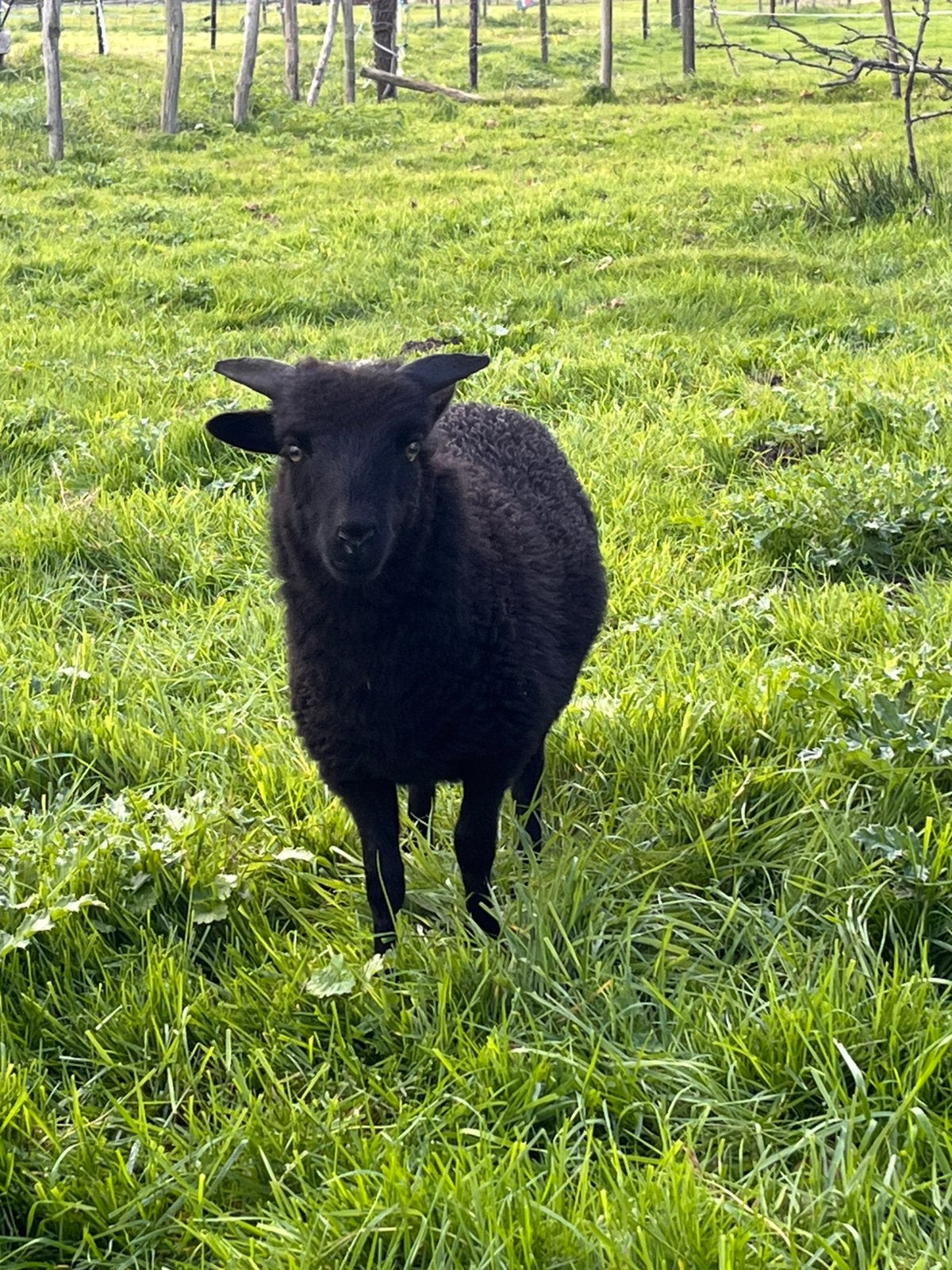 Ouessant Ramlam, Mannelijk, Schaap, 0 tot 2 jaar