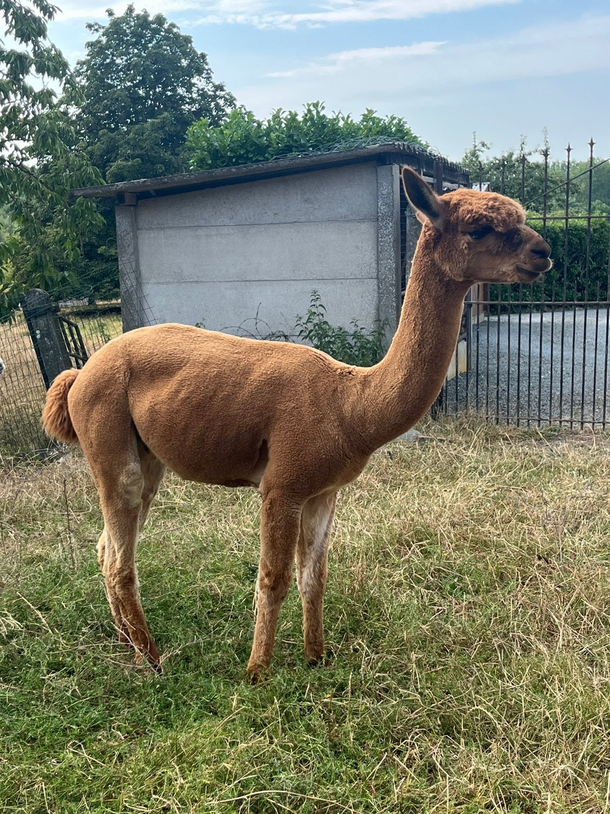 Alpaca dekhengst, Dieren en Toebehoren, Augustus, Mannelijk
