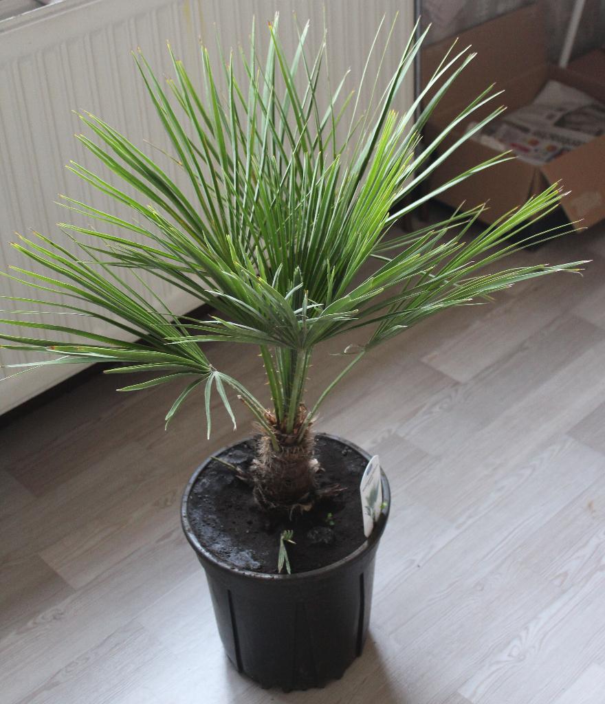 palmboom in pot, Tuin en Terras, Volle zon, Vaste plant, Zomer, Ophalen