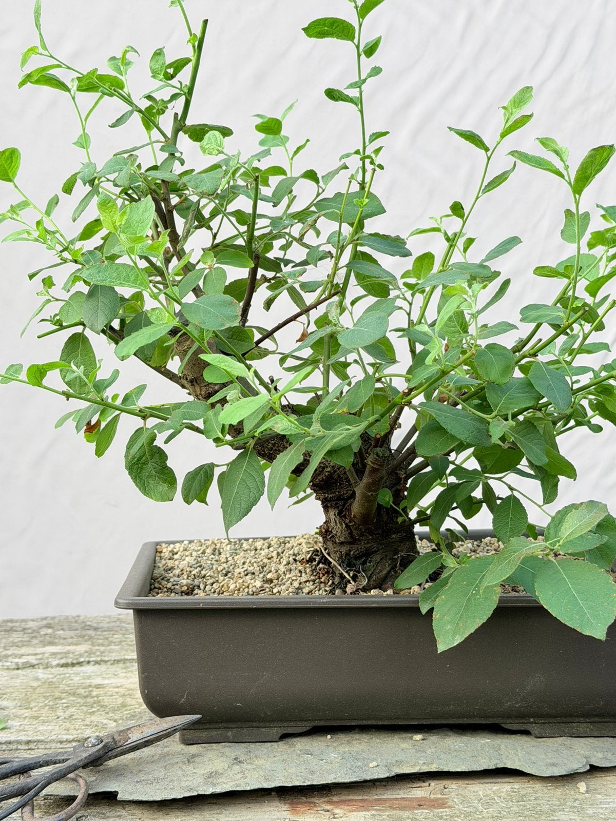 Bonsai wilg, Tuin en Terras, Ophalen