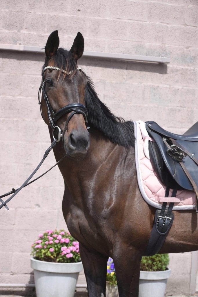 Chique, superbrave gereden merrie, Merrie, Met stamboom, L, 160 tot 165 cm