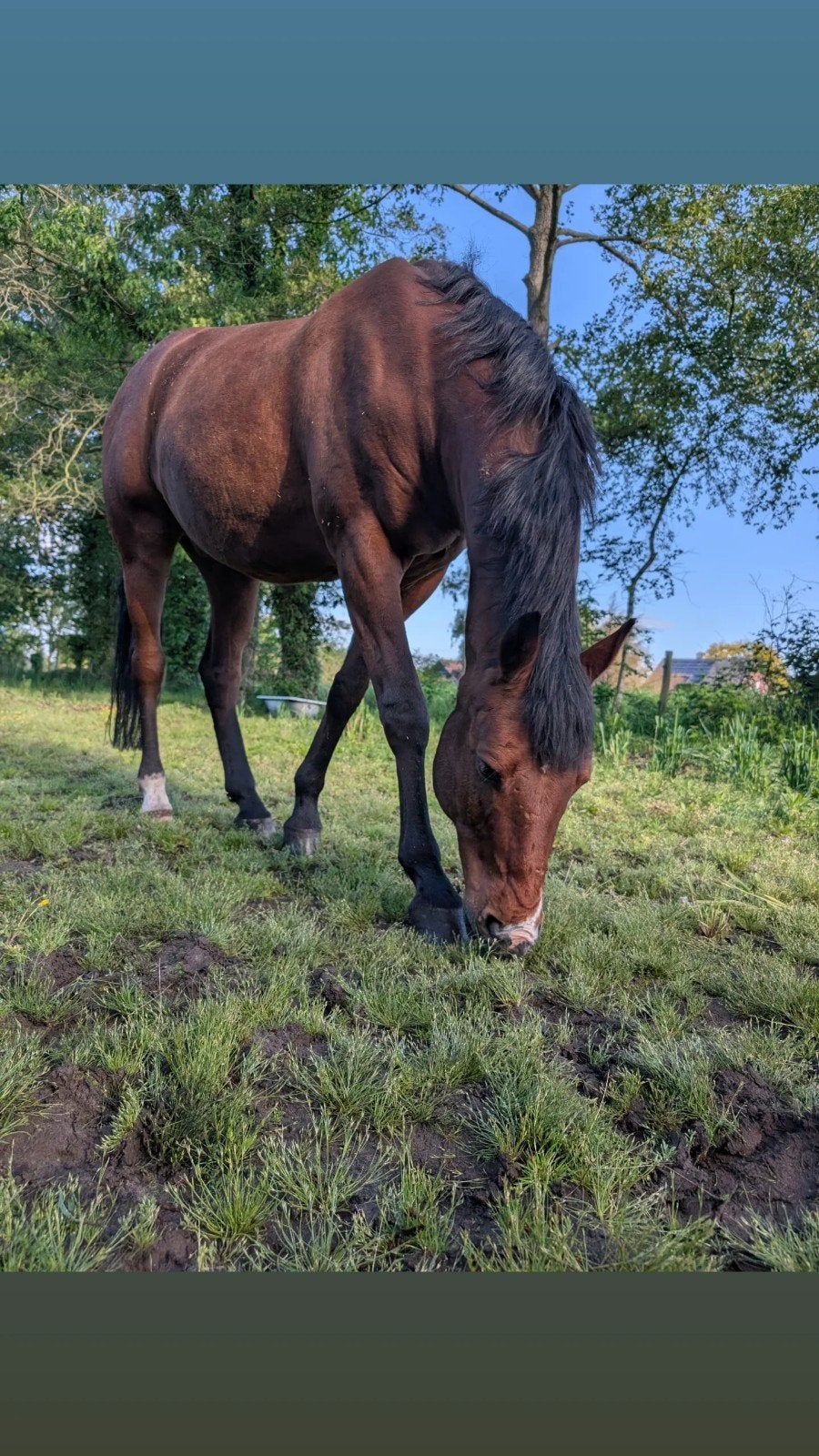 halve stal gezocht, Dieren en Toebehoren
