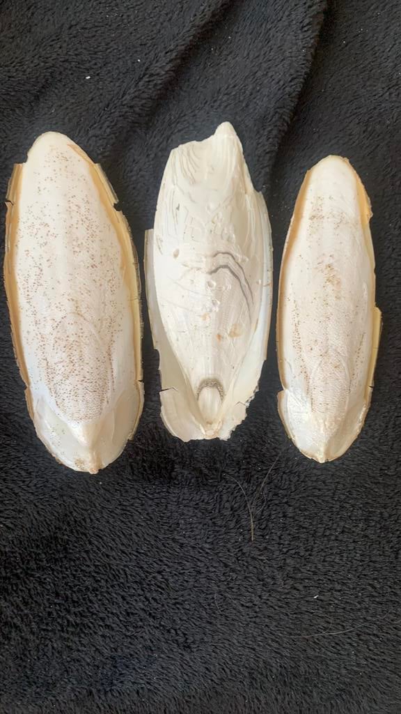 Vogelvoer  in kooi , papegaai , zeekat, Dieren en Toebehoren, Ophalen