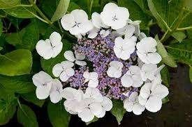 Hydrangea Libelle, Ophalen, Halfschaduw