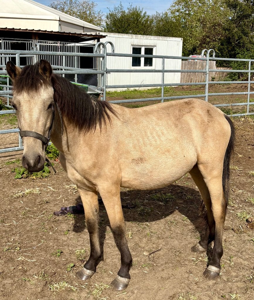 Prachtige veulenpony Isabelle, Dieren en Toebehoren, Met stamboom, 0 tot 2 jaar, Hengst, Recreatiepony