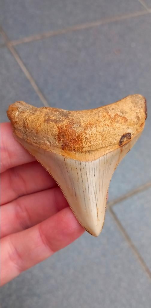 Fossile de dent de requin mégalodon d'Indonésie, Collections, Enlèvement ou Envoi, Fossile