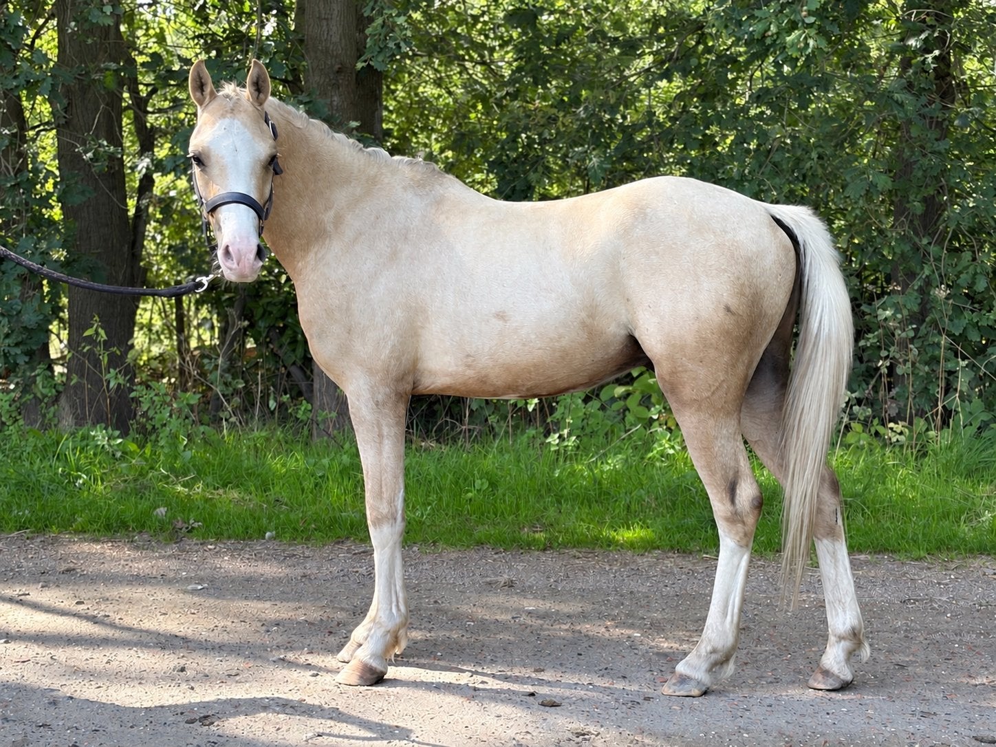 Top braaf talent!, Dieren en Toebehoren, Ruin, 3 tot 6 jaar, C pony (1.27m tot 1.37m), Met stamboom
