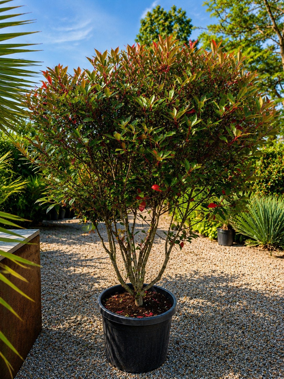 Photinia Carre Rouge meerstam, Jardin & Terrasse, Enlèvement