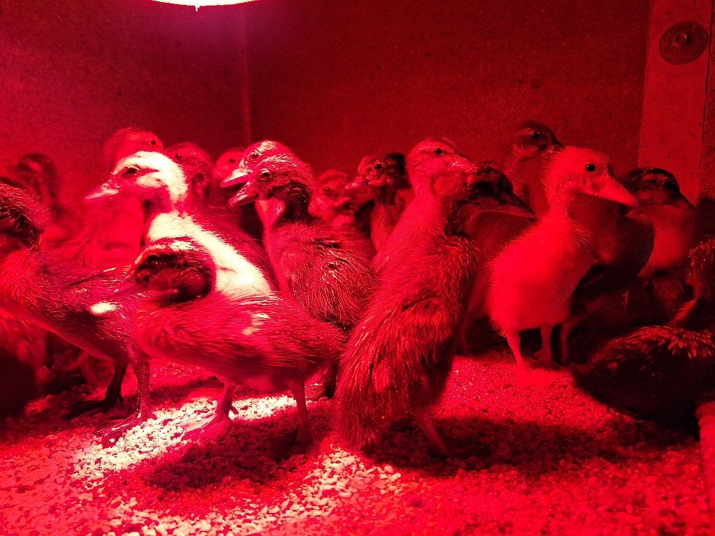 Indische loopeenden, Dieren en Toebehoren, Pluimvee, Meerdere dieren, Eend