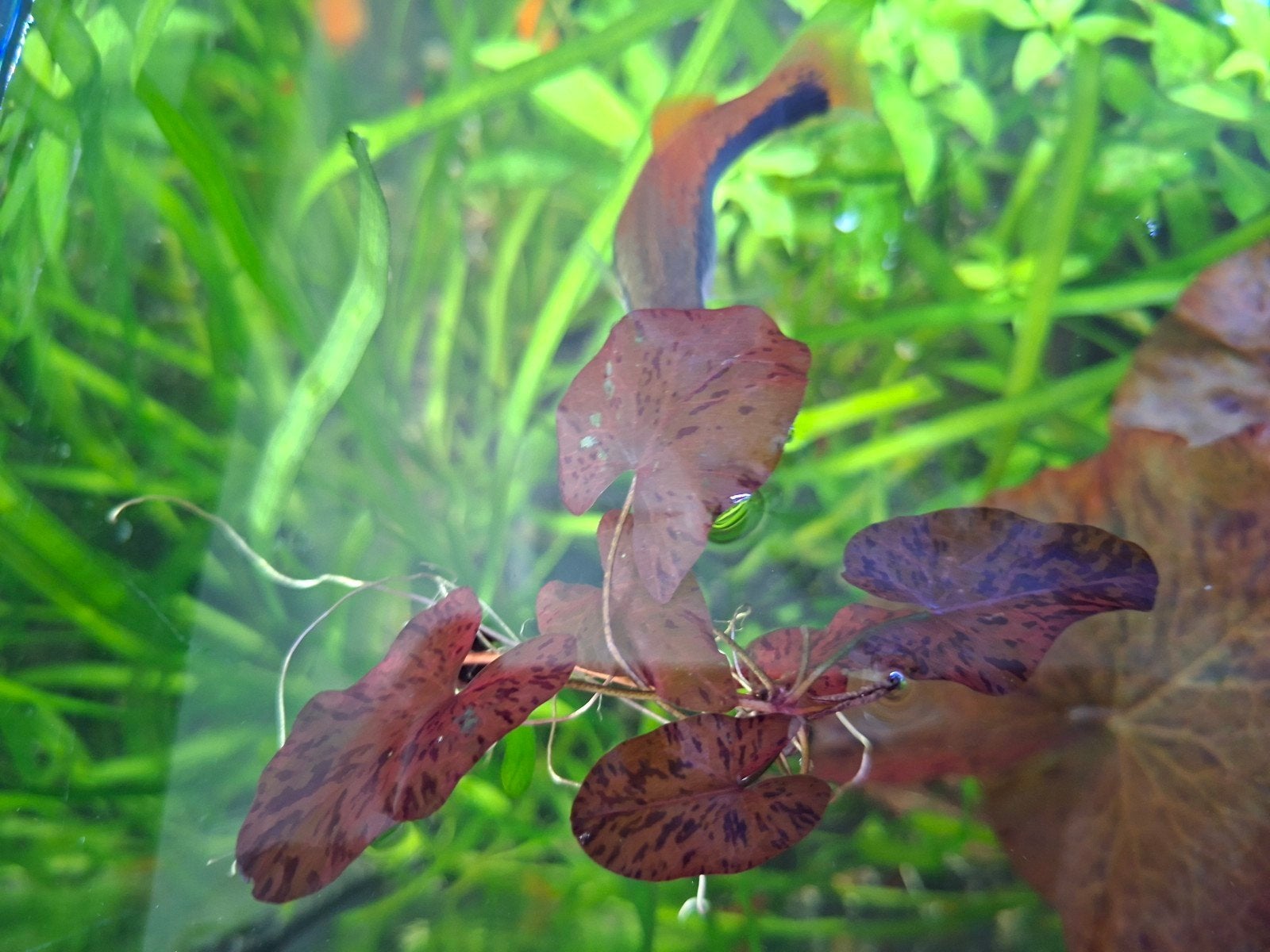 verschillende planten voor aquarium vissen, Dieren en Toebehoren, Zoetwatervis
