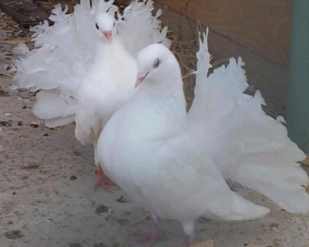 queue de Paon fantail Anglais 2026 vacciné vermifuger 10€ pc, Animaux & Accessoires, Oiseaux | Pigeons, Plusieurs animaux, Autres espèces