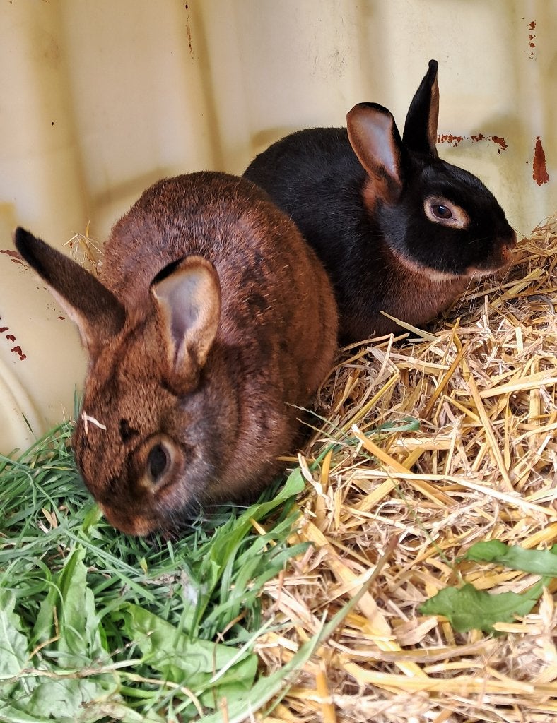 Kastanjebruin van Lorreinen, Dieren en Toebehoren, Vrouwelijk, Middelgroot, 0 tot 2 jaar