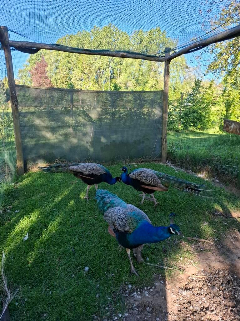 4 blauwe pauwhanen