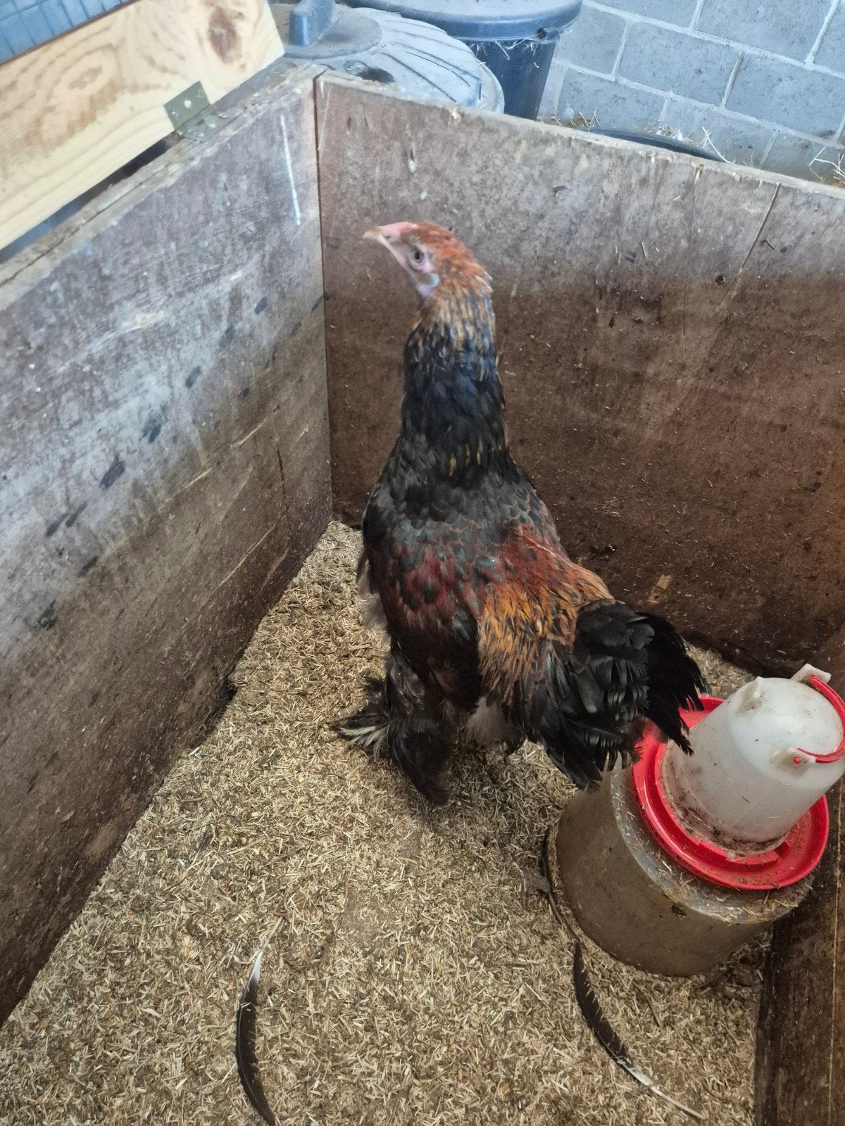 brahma haan, Dieren en Toebehoren, Mannelijk, Kip