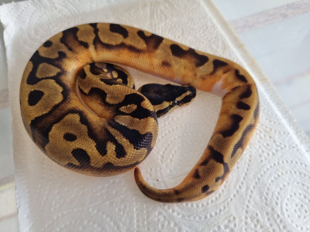 0.1 enchi piebald koningspython low white Ball Python - female for sale from Mex