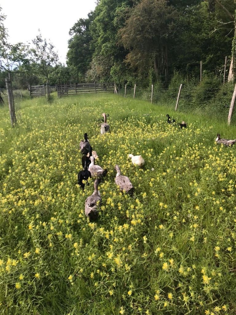 Broedeieren Dendermondse eend, Geslacht onbekend, Eend