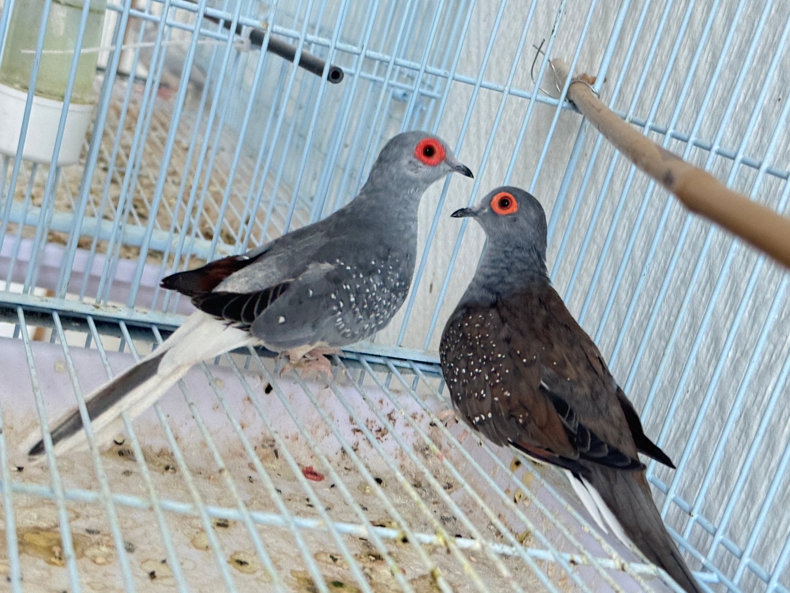 Couple dimond dove, Animaux & Accessoires