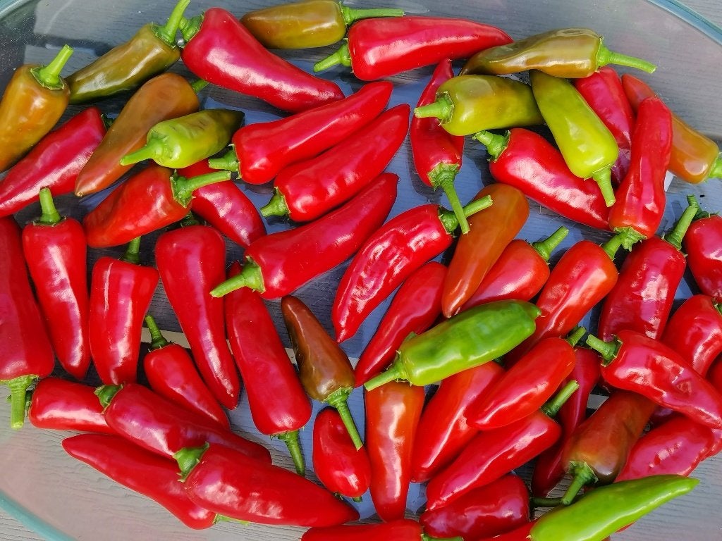 Piment Picona (moyennement chaud) - 5 graines, Envoi, Printemps, Plein soleil, Graine