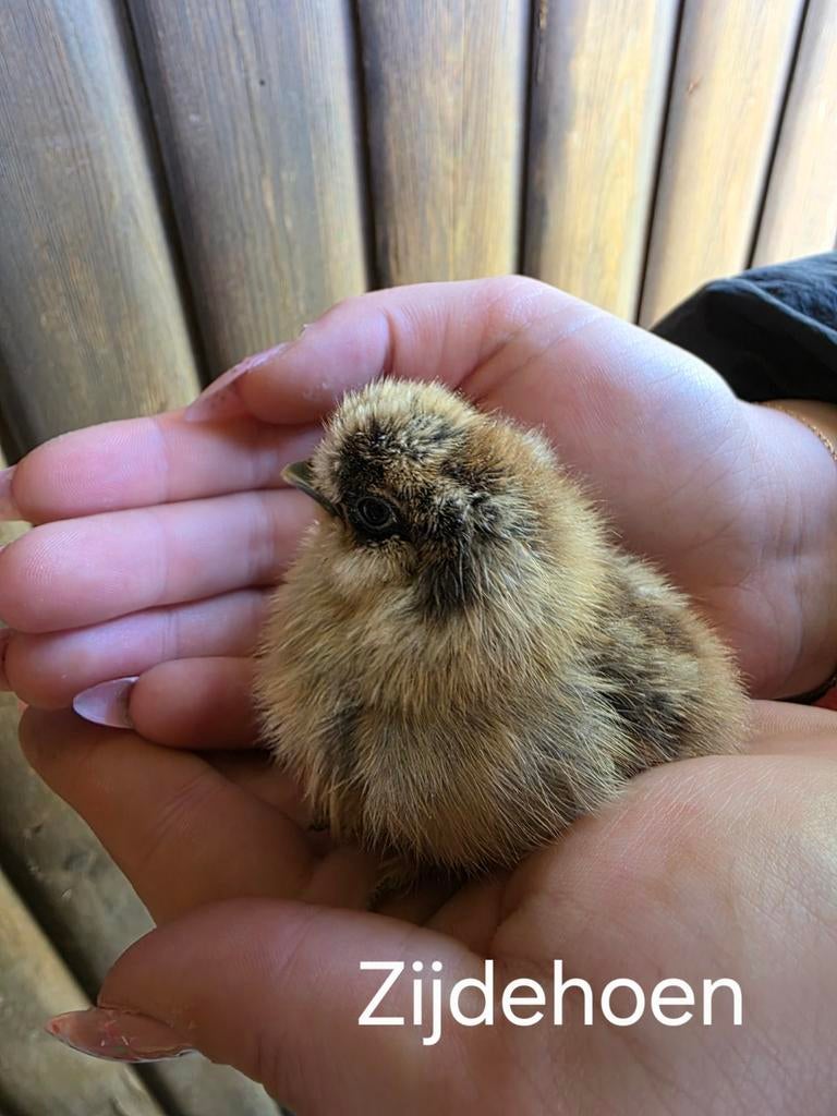 Raszuivere kuikens (verschillende rassen beschikbaar), Geslacht onbekend, Kip