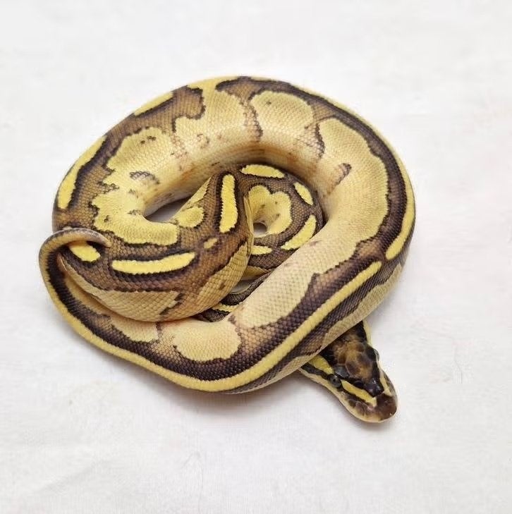Enchi Fire Bongo het Clown koningspython man, Serpent, Domestique, 0 à 2 ans
