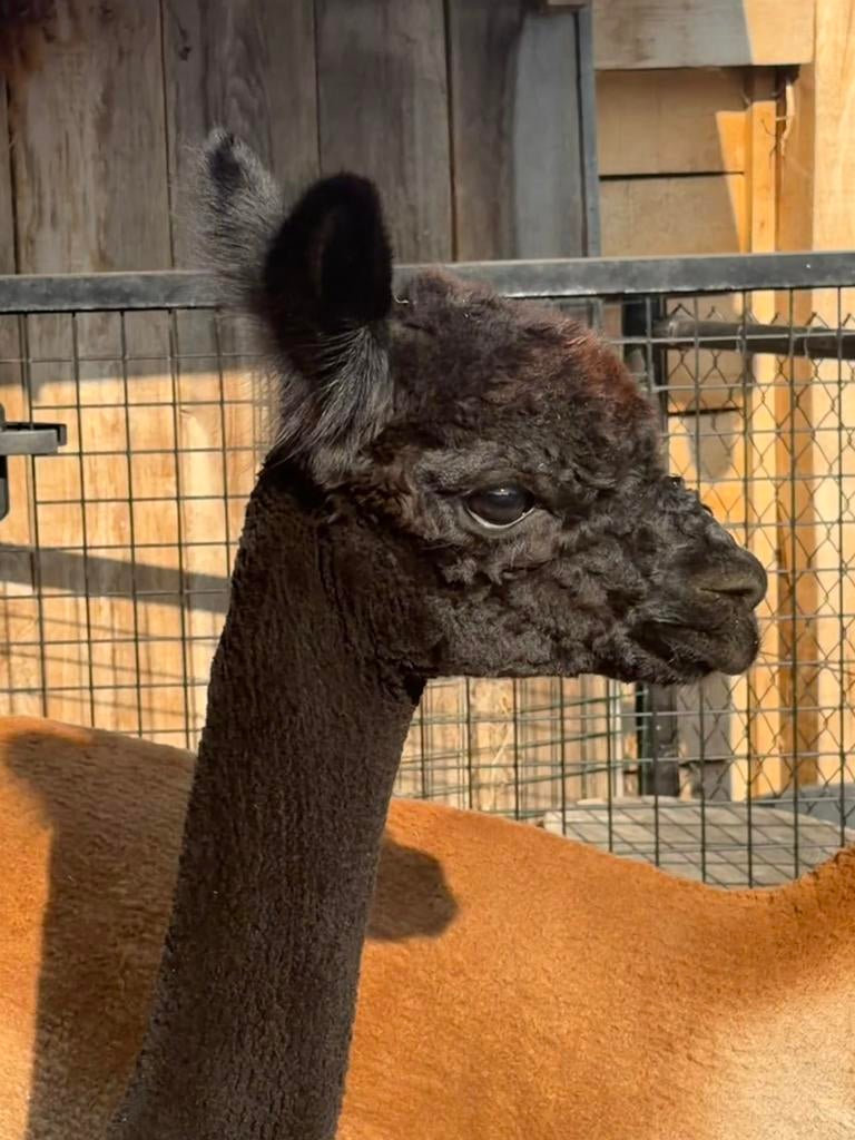 Alpaca merrie, Animaux & Accessoires, Animaux Autre, Juin, Femelle