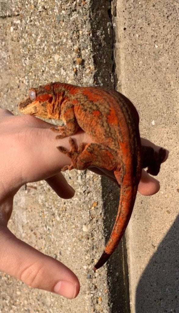 Gargoylegekko (vrouwtje) + terrarium, Lézard, 0 à 2 ans