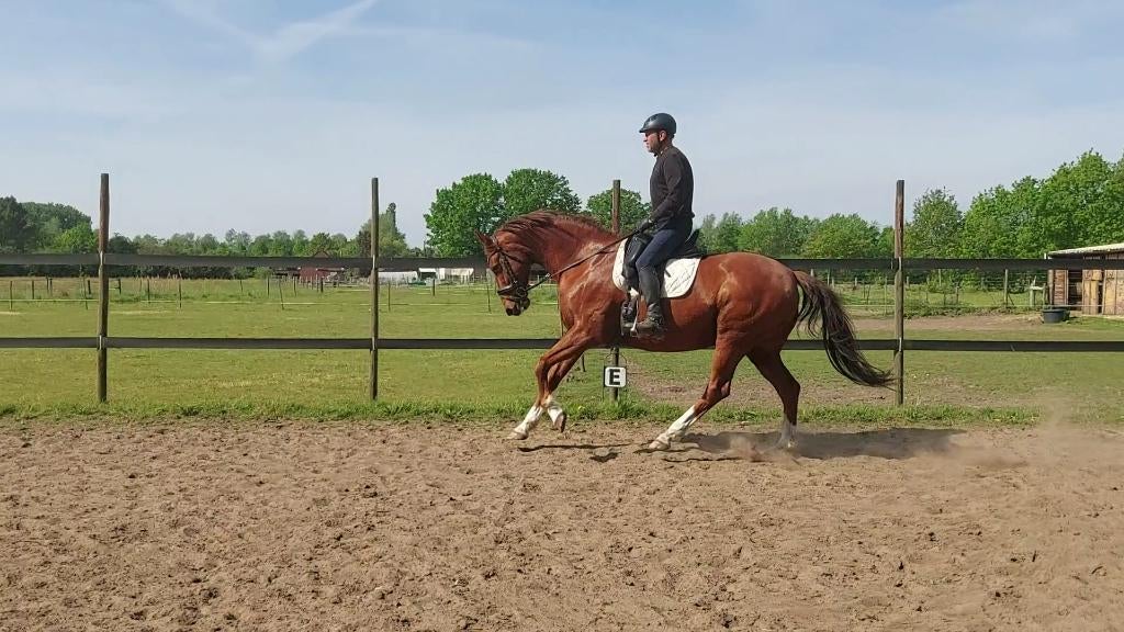 dressuurpaard te koop, Animaux & Accessoires, Chevaux, Cheval de dressage, 11 ans ou plus, Hongre, Avec pedigree