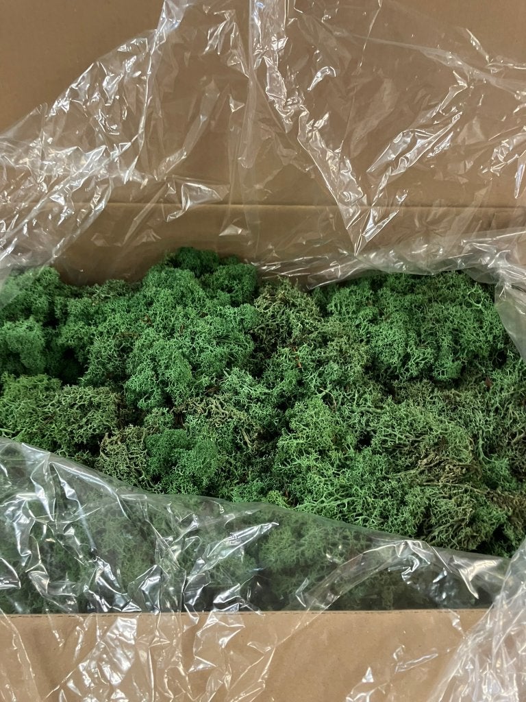 Partij ijslands mos doos 3 kg green, Enlèvement, Neuf