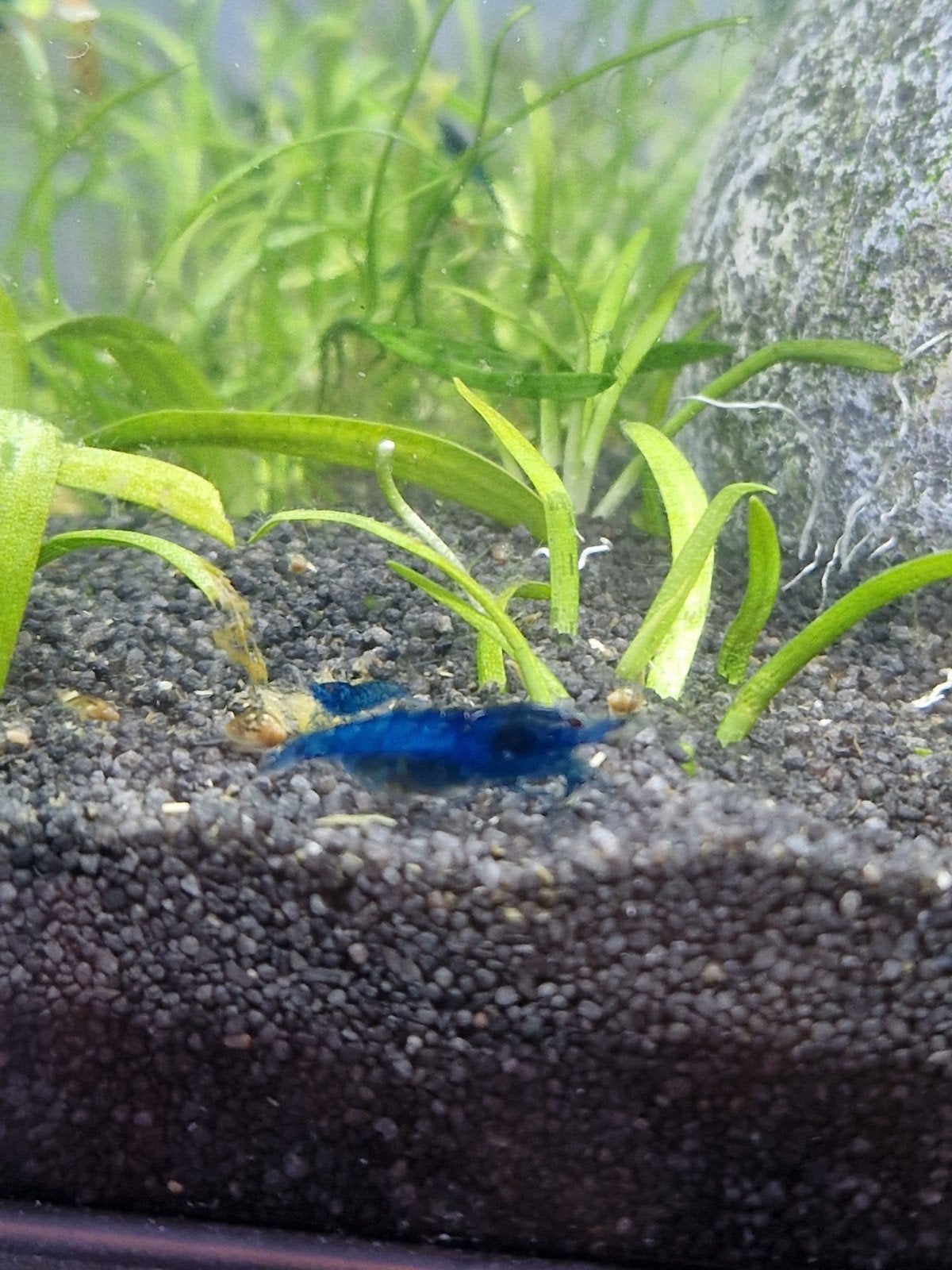 blue dream garnaal , blauwe garnaal , siergarnaal , garnalen, Dieren en Toebehoren, Vissen | Aquariumvissen