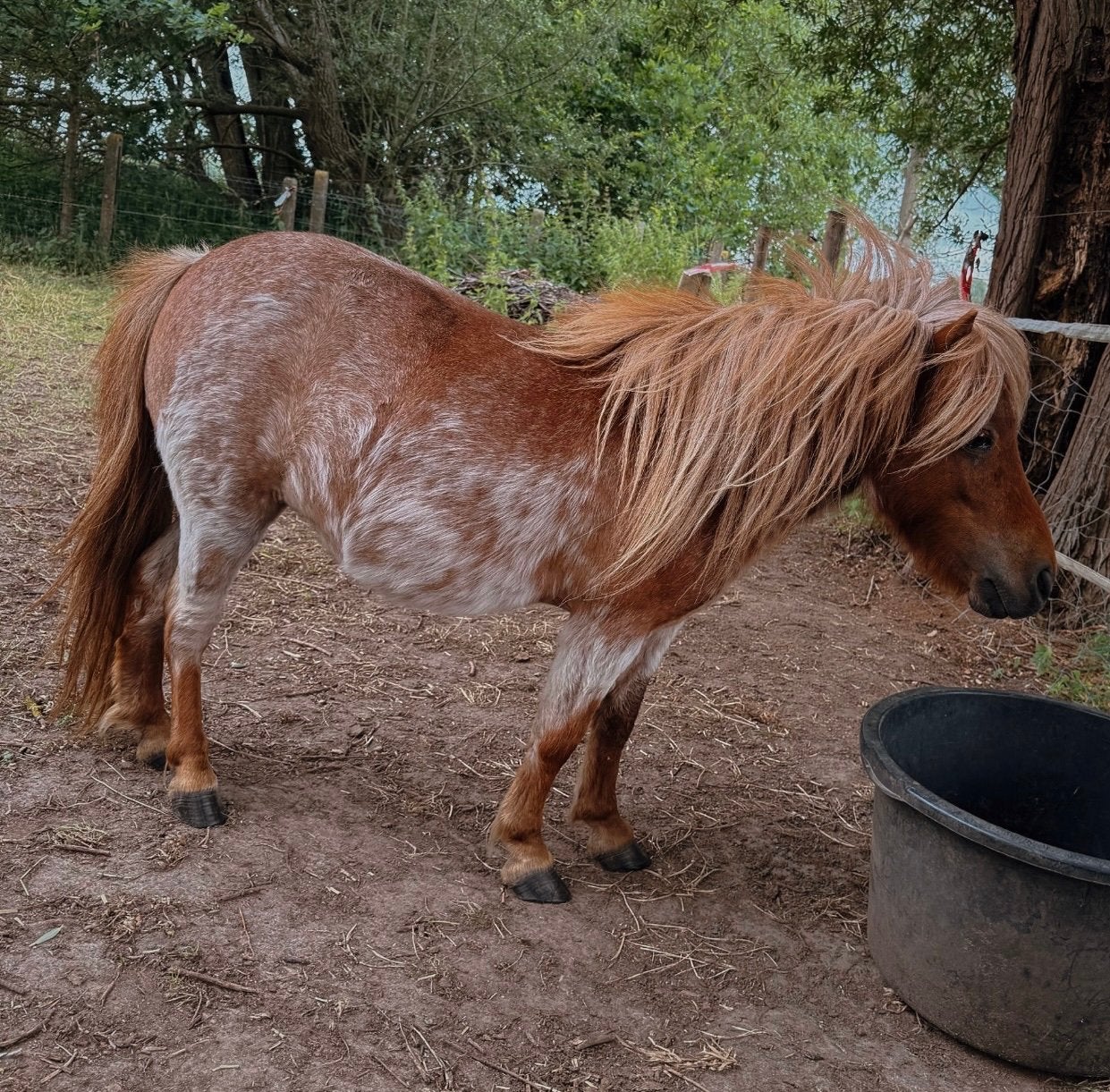 Red roan shetland merrie, Dieren en Toebehoren, Merrie, Niet van toepassing, A pony (tot 1.17m), 3 tot 6 jaar