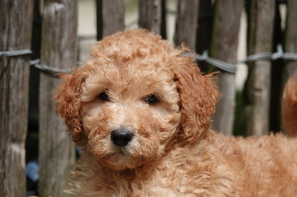 Superbes chiots Goldendoodle (Abricot), Autres races, Plusieurs, Hépatite contagieuse (maladie de Rubarth), Belgique