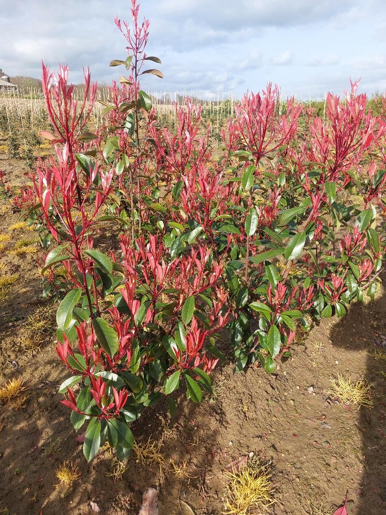 Photinia Red Robin : plantes de haies, Jardin & Terrasse, Plantes | Arbustes & Haies, Enlèvement, Autres espèces, Haie, 100 à 250 cm