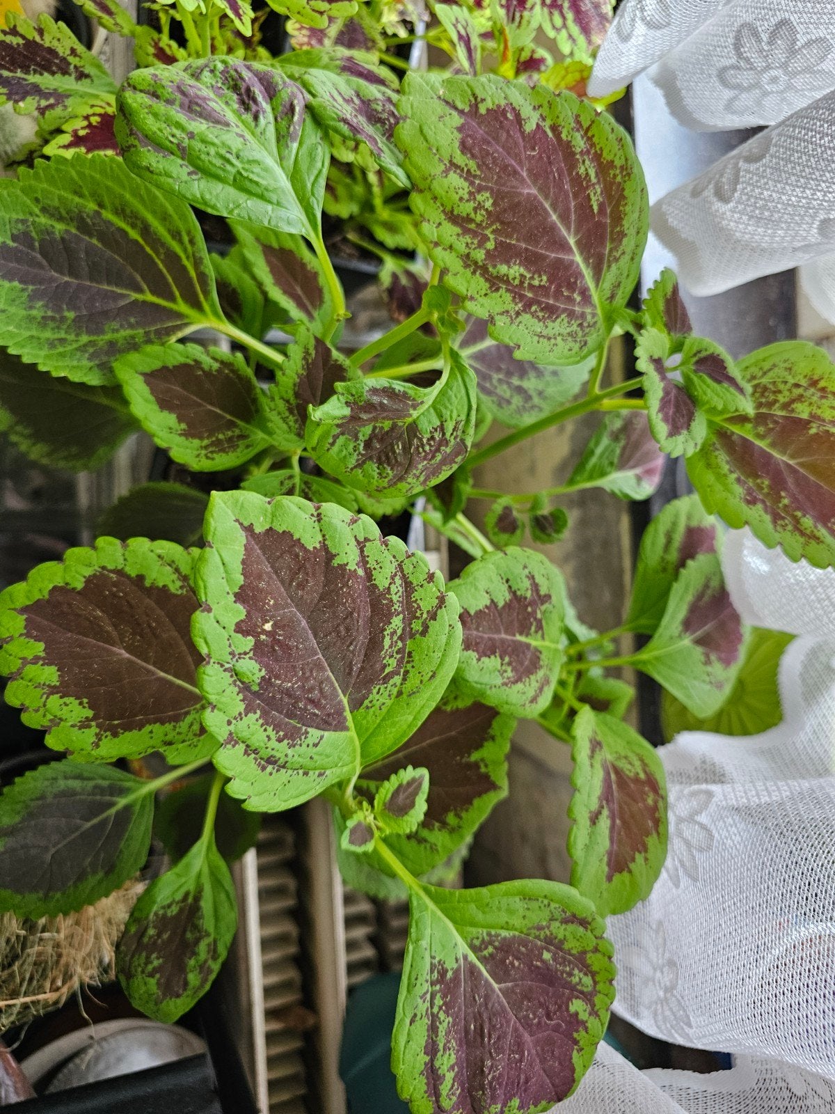 Coleus 3€ le pot, Maison & Meubles, Plantes d'intérieur, Enlèvement