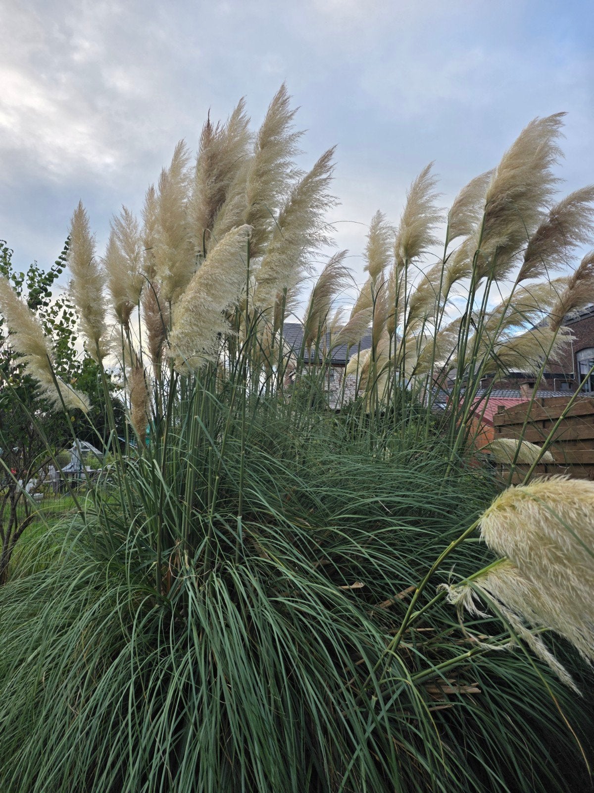 pampas en tige, Tuin en Terras, Ophalen