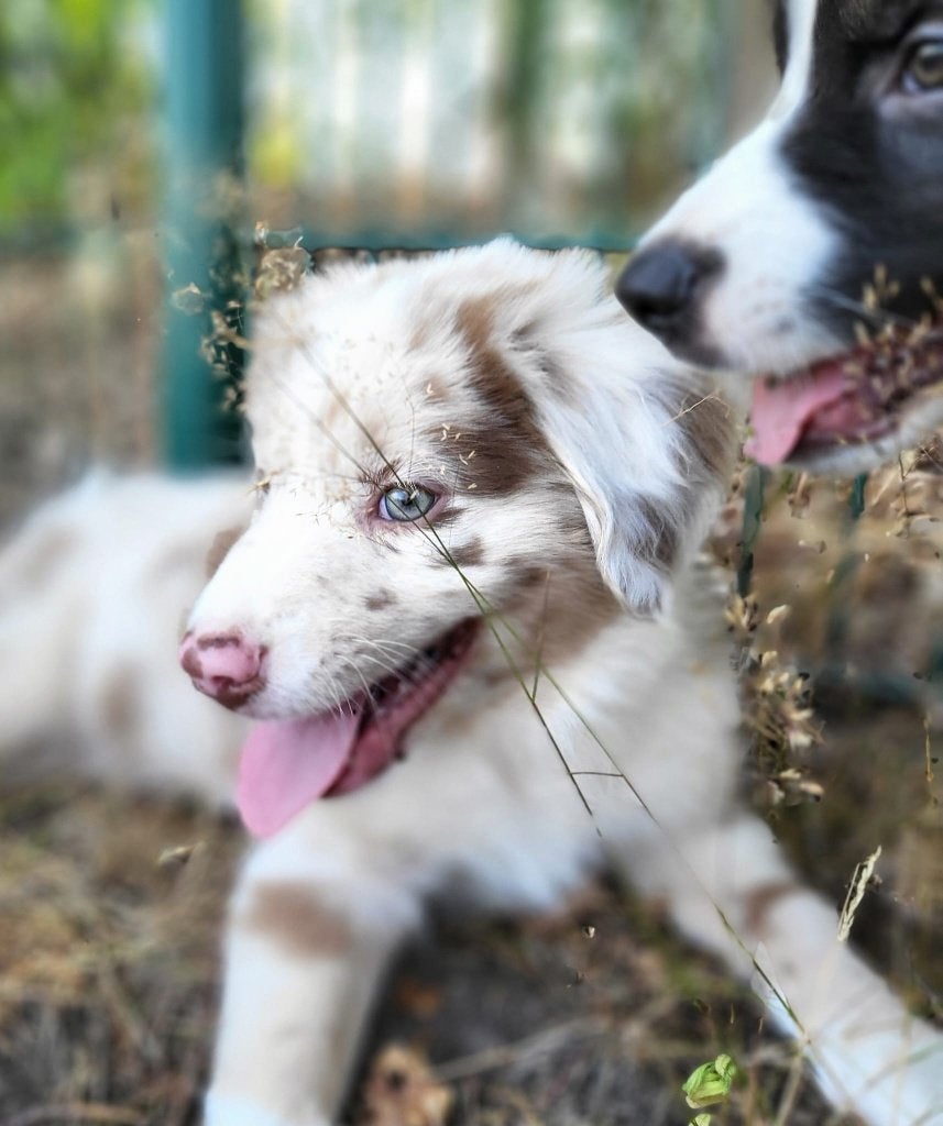 Australische herder pup / Australian Shepherd / Aussi pup, Dieren en Toebehoren, Parvo, België, 8 tot 15 weken, Meerdere