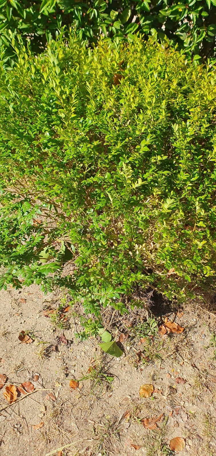 buxus grote bol, Tuin en Terras, Ophalen, Buxus