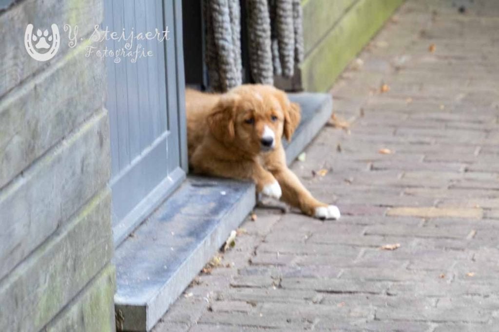 toller pups, beide ouders zijn hier aanwezig, Maladie de Carré (chiens), Autres races, Plusieurs, Belgique