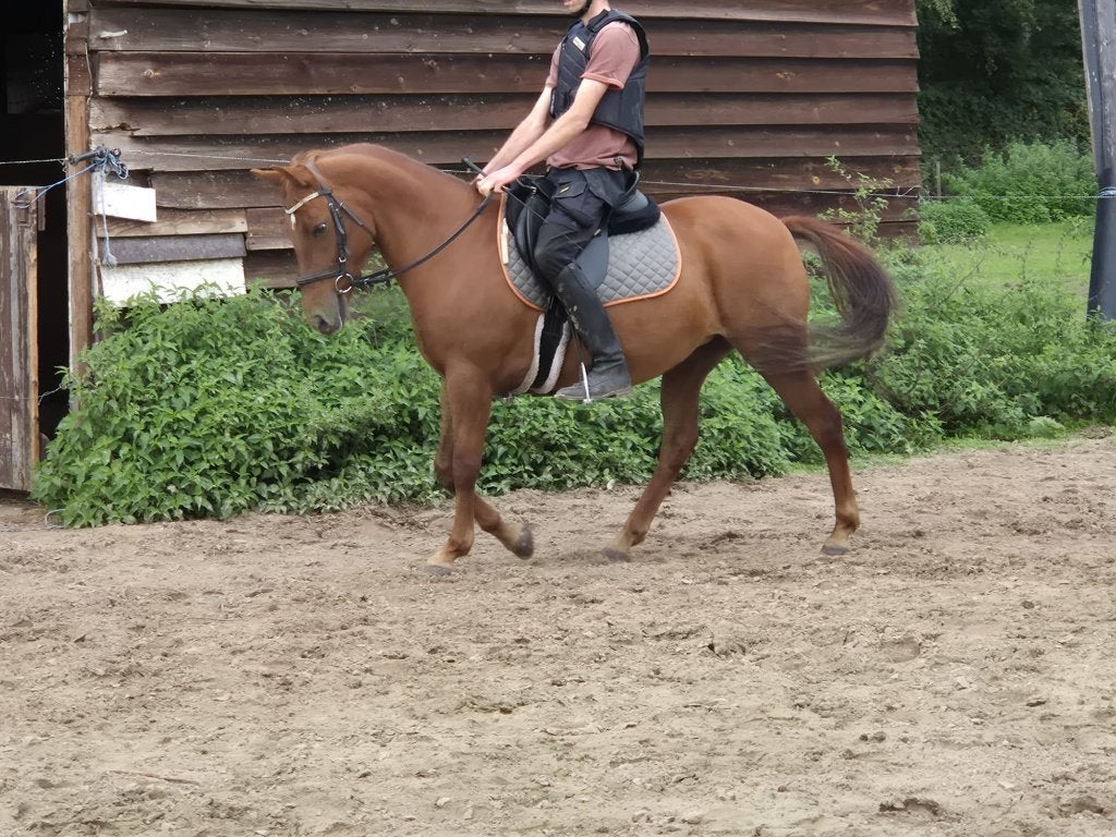 sportpony te koop, Poney de dressage, Avec pedigree, L, Poney D (1.37 m à 1.48m)