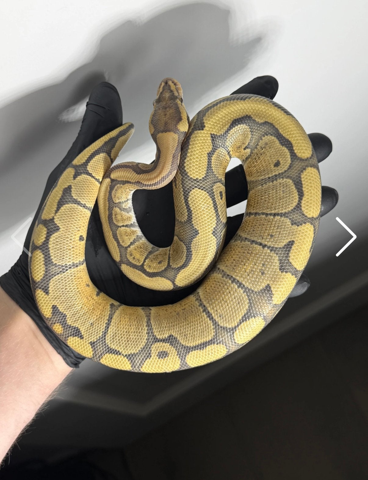 Fire Red Stripe Hypo 66%puzzle 50%clown 1.0, Dieren en Toebehoren, Reptielen en Amfibieën, Slang, Tam, 0 tot 2 jaar