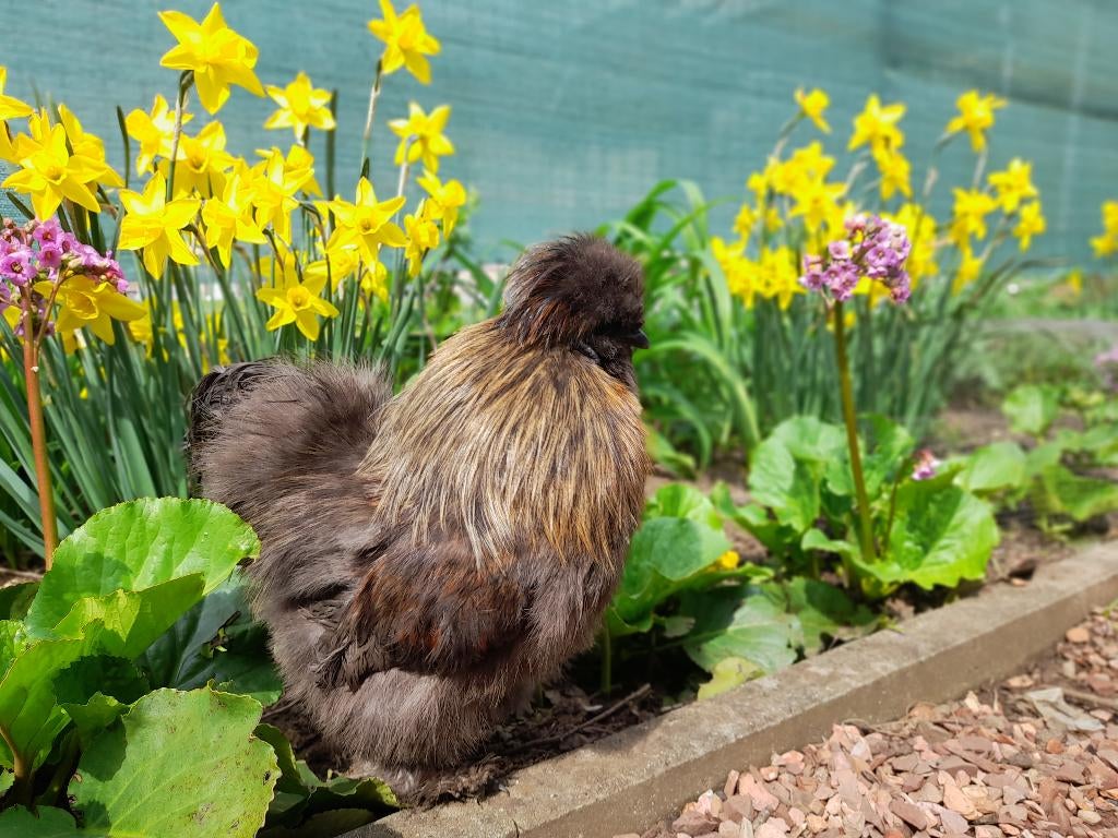 USA zijdehoen haantje, Mâle, Poule ou poulet