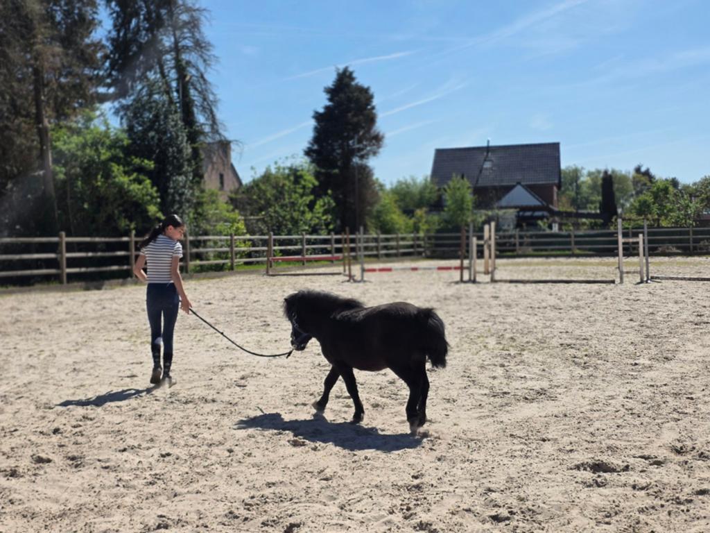 Pony te koop, Dieren en Toebehoren, Zadelmak