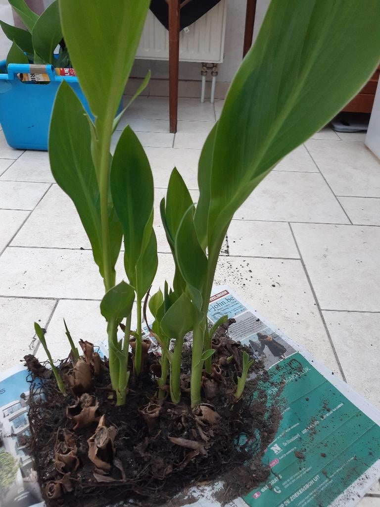 canna  geel, Ophalen