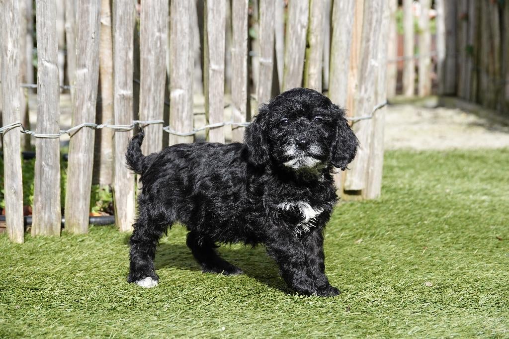 Beaux chiots cockapoo noirs, 15 semaines à 1 an, Autres races, Éleveur | Professionnel, Plusieurs