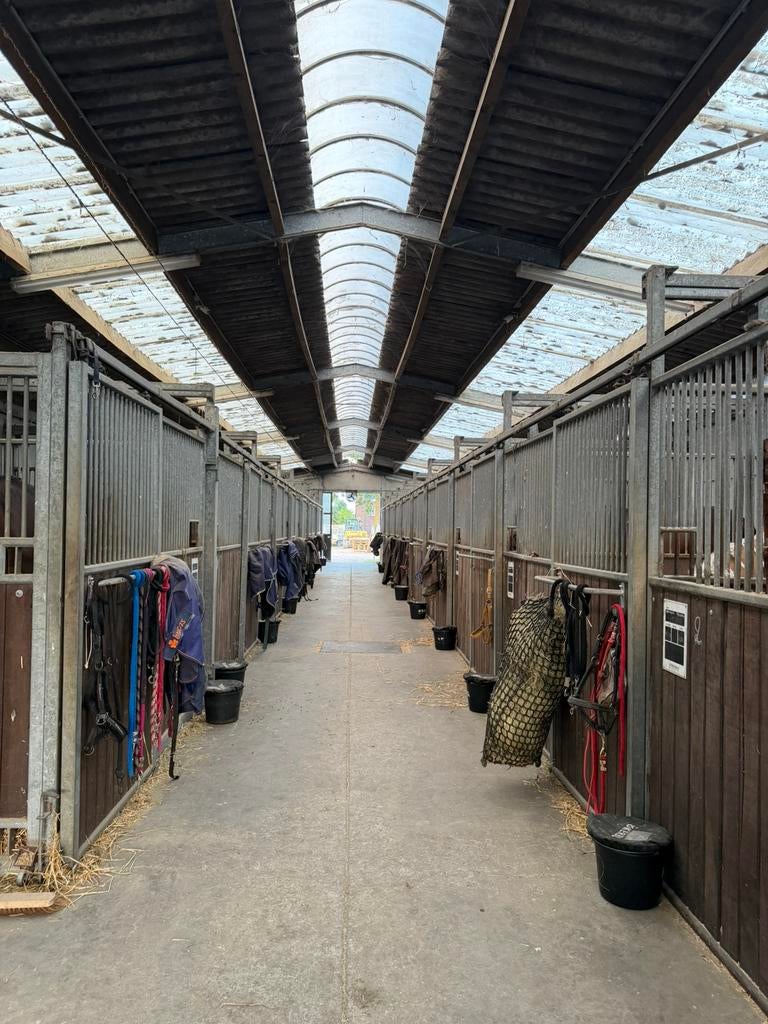 Te koop 20 boxen, Mise à l'étable, 4 chevaux ou poneys ou plus