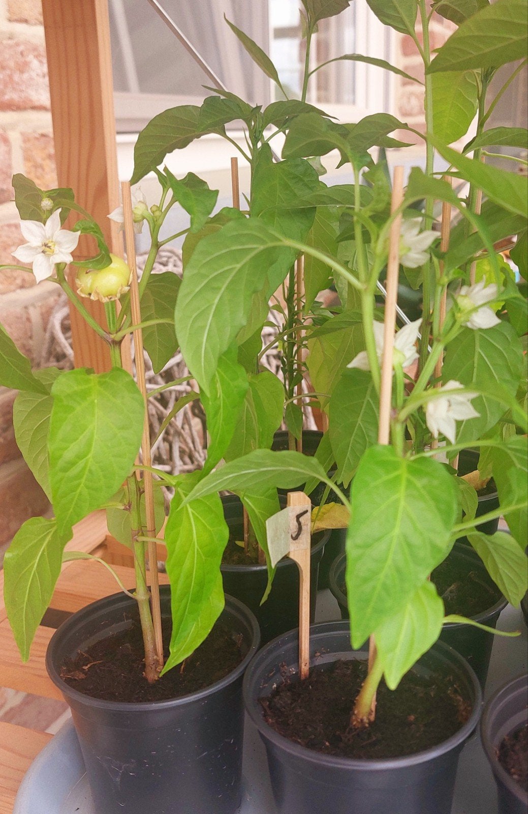 Peperplanten en paprikaplanten (eigen kweek - bio), Ophalen, Volle zon, Groenteplanten, Eenjarig