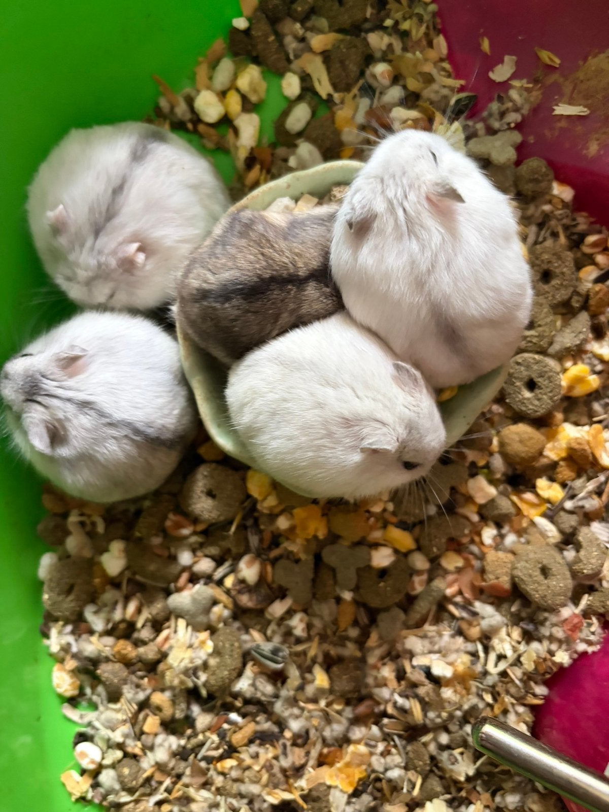 Tamme Dwerg hamsters, Hamster, Mei, Meerdere dieren, Tam