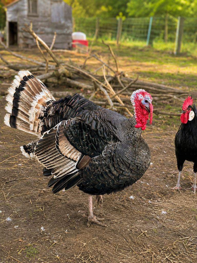 Kuikens van onze prachtige kalkoenen, Dieren en Toebehoren